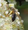 Andrena haemorrhoa